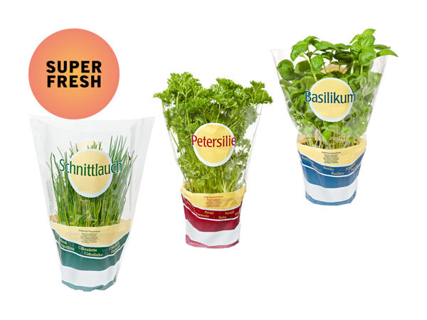 Herbes aromatiques en pot