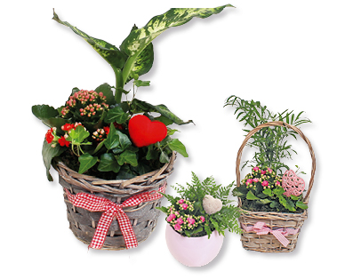 Bepflanztes Valentinsarrangement