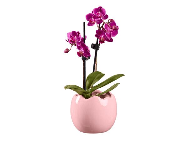 Mini orchidej ve skořápce