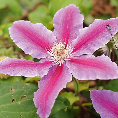 Clematis