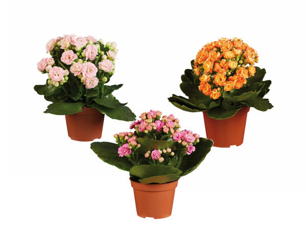 Mini Kalanchoe