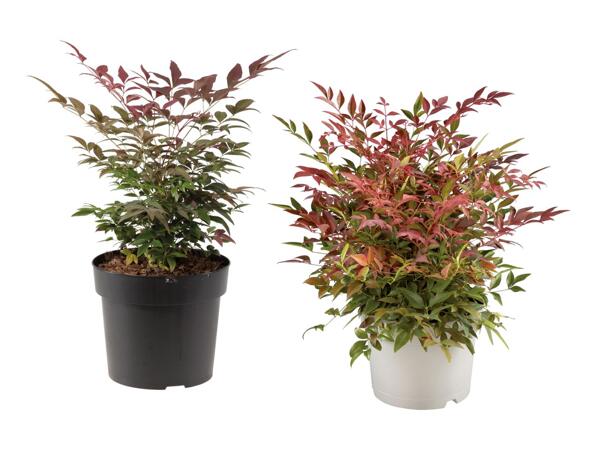 Bambou sacré Nandina