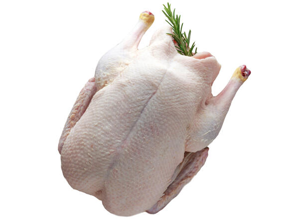 Goldenfood Frische ganze Ente