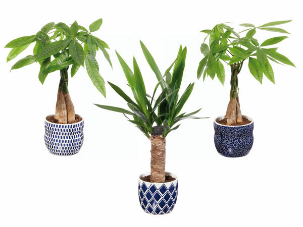 Plante verzi în ghiveci ceramic