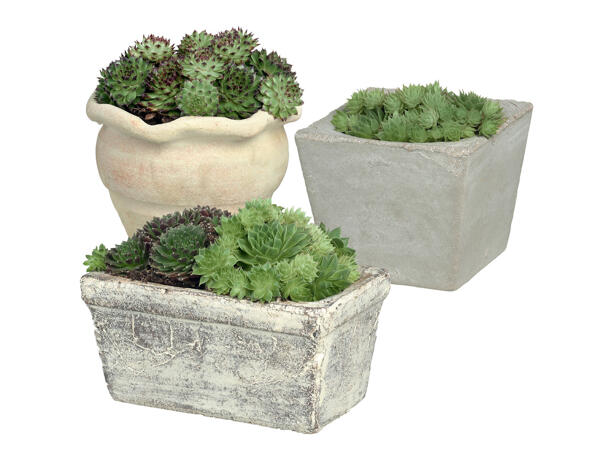 Succulent Mix