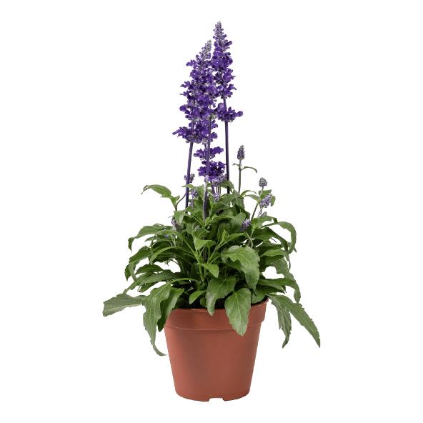 Salvia