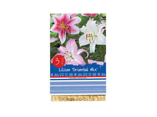 Premium Lily Bulbs