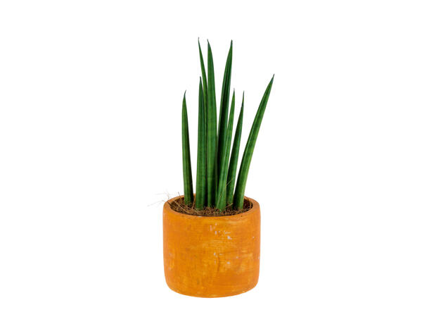 Easy-Care Plant