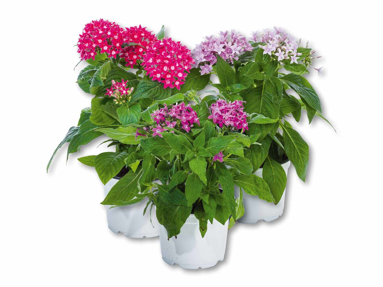 Pentas lanceolata
