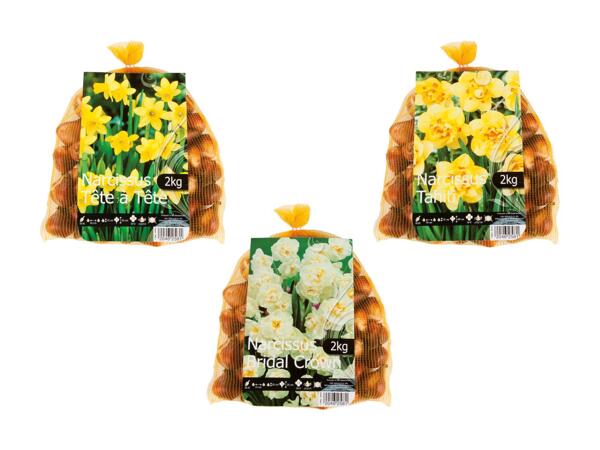 Bulbes de fleurs "Narcisses"