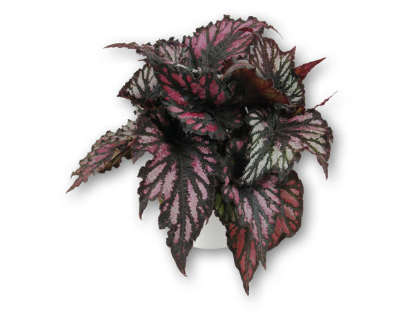 Begonia Rex