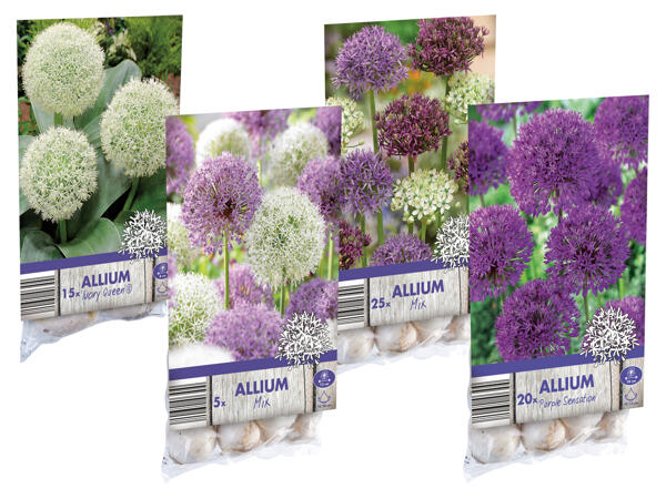 Allium Blumenzwiebeln
