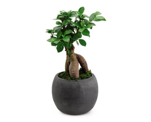 5" Exotic Plant Assorted Varieties