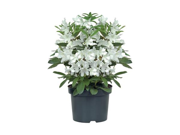 Giant Rhododendron