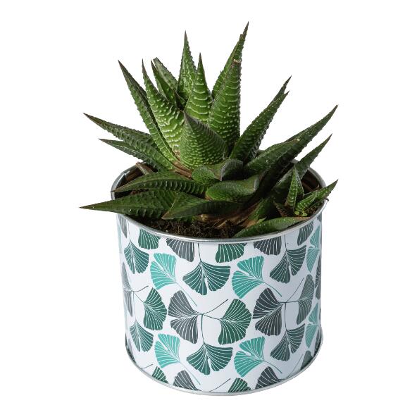 Vetplant