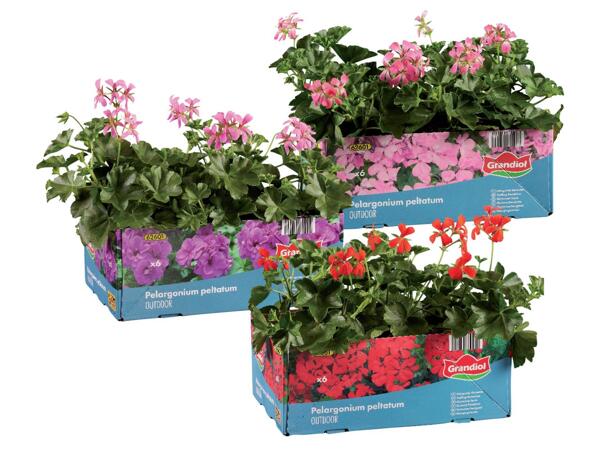 Geraniums
