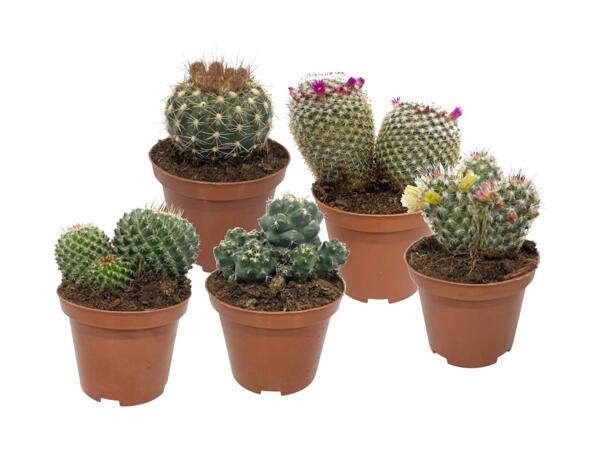 Cactus or succulents