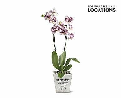 5" Easy Orchid Assorted Colors
