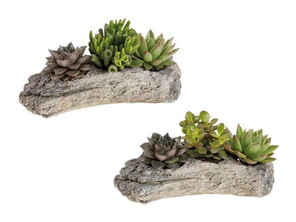 Piante succulente Wood Style, 2 pezzi
