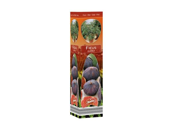Mediterranean Plants
