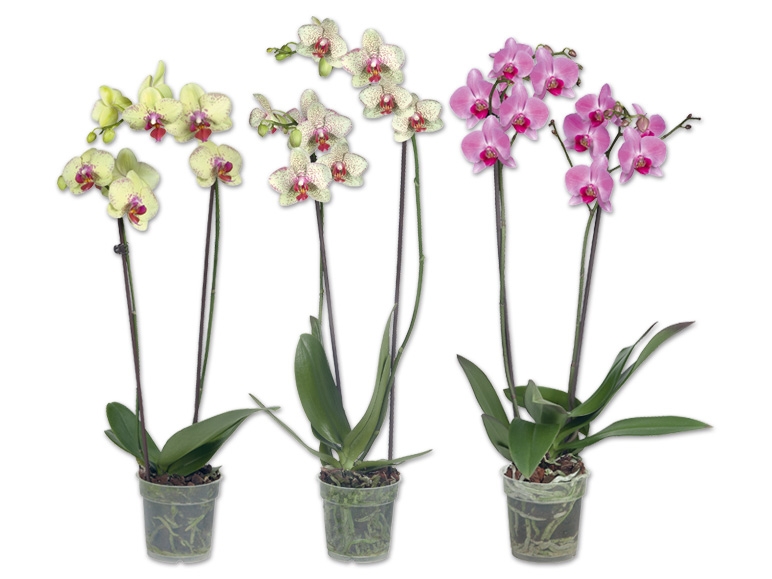 Phalaenopsis 2-Trieber