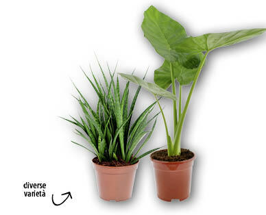Pianta verde