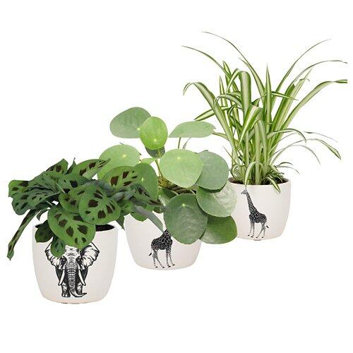 GARDENLINE Piante verdi in vaso safari