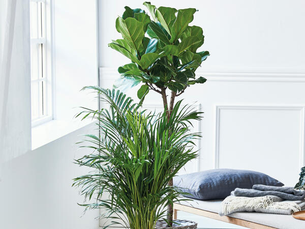 Grøn plante XXL