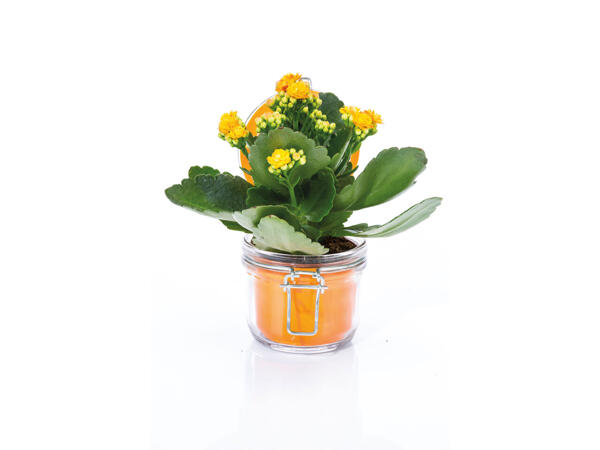 Kalanchoe im Glas