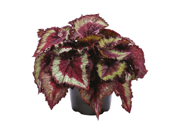 Begonia rex