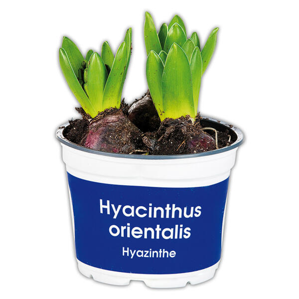 Hyazinthen
