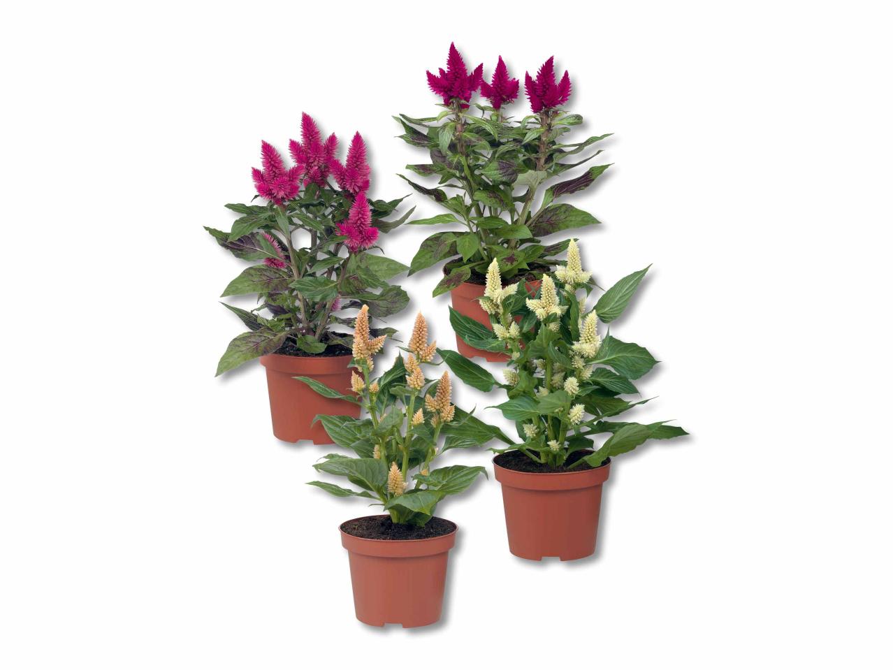 Celosia