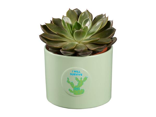 Cactus and Succulent in Ceramic
