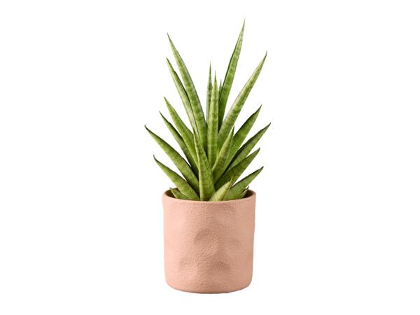 Sanseveria