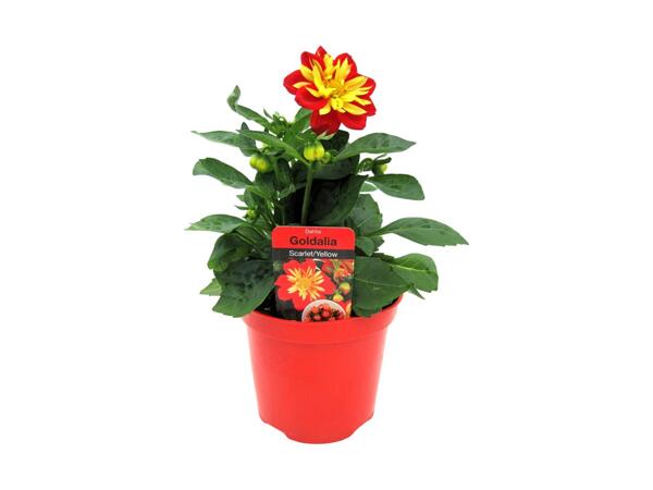 Dahlia Goldalia