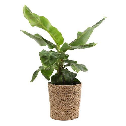 GARDENLINE Pianta di banane Musa