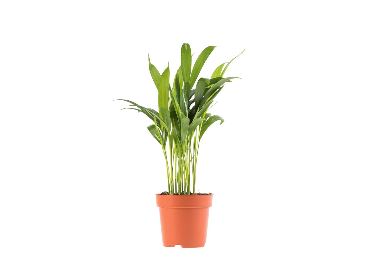 Groene plantenmix Eco