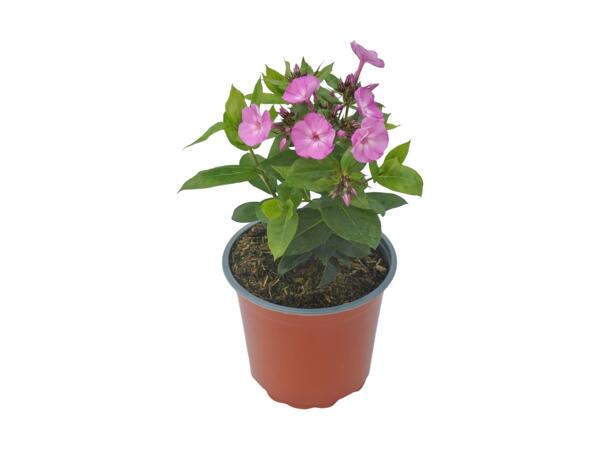 Phlox Paniculata Sweet Summer