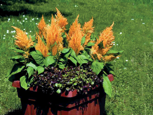 Celosia
