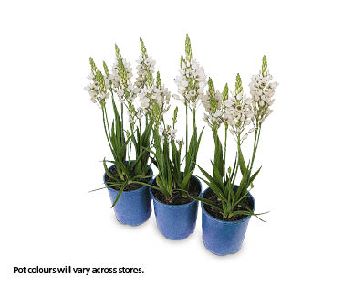 Ornithogalum 140mm