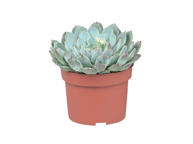 Succulents - available from Sunday 26th Feb