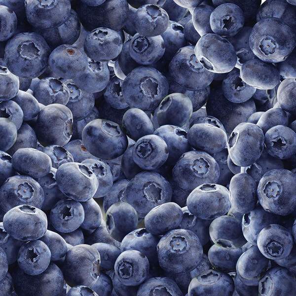 Premium Kultur-Heidelbeeren