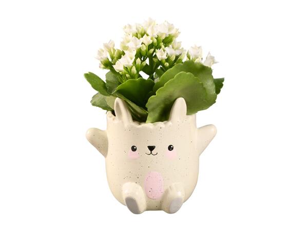 Kalanchoe Mini Happy Easter