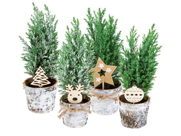 Conifers with decoration