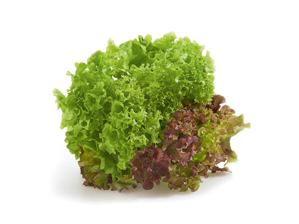 Salade multicolore