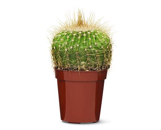 Mini Cactus Assorted Varieties
