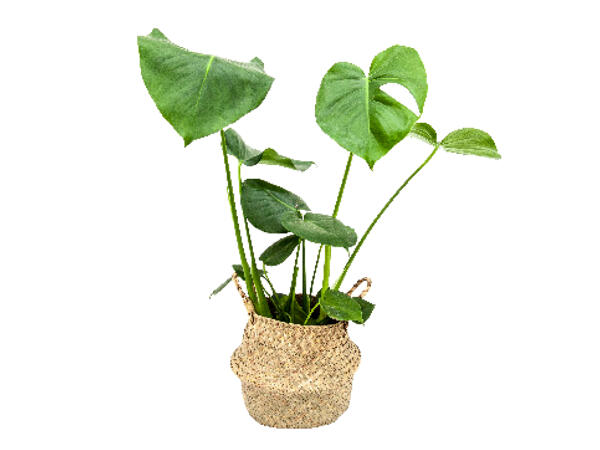 Monstera in Alibaba Basket