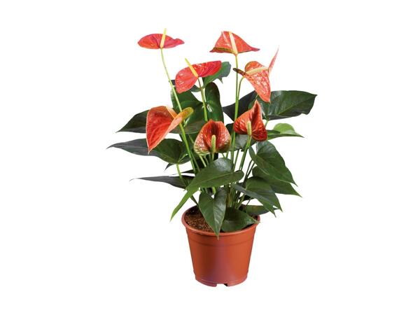 Blomstrende plante