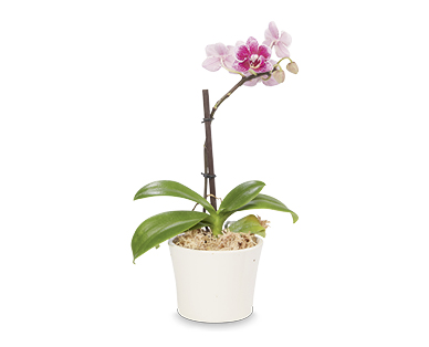 Orchid 70mm