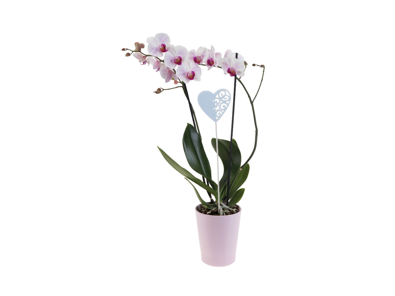 Phalaenopsis in Pot